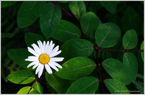 Daisy and Leaves