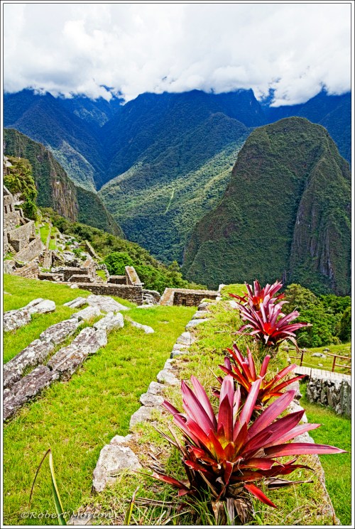 Machu Picchu Plants