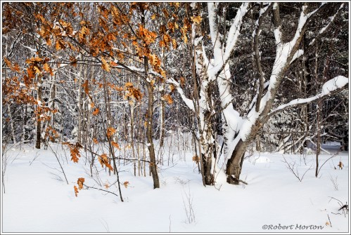 Oak Birches Snow