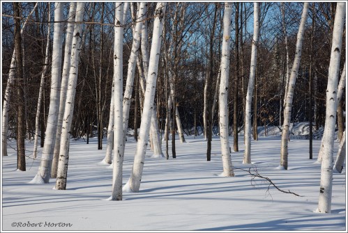 Winter Birch Grove