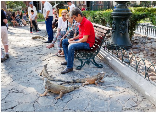 Iguana Bench