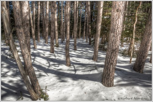 Pines and Snow