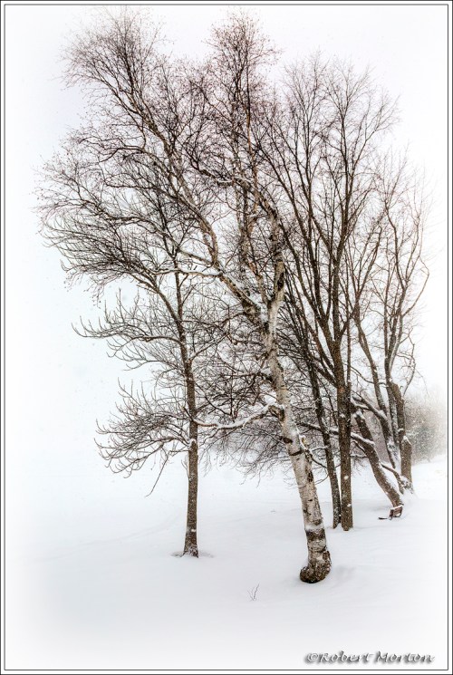 Storm Birches
