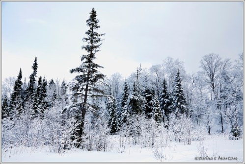 Winter Trees