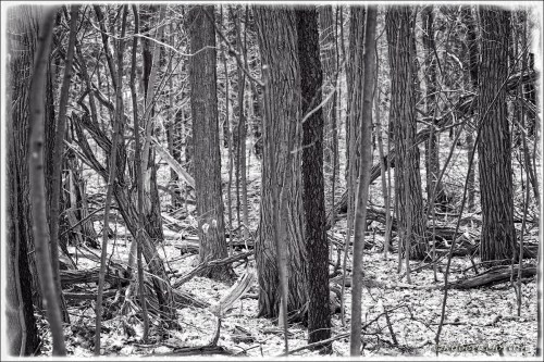 Spring Forest Mono