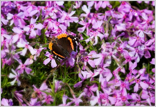 Butterfly Phlox