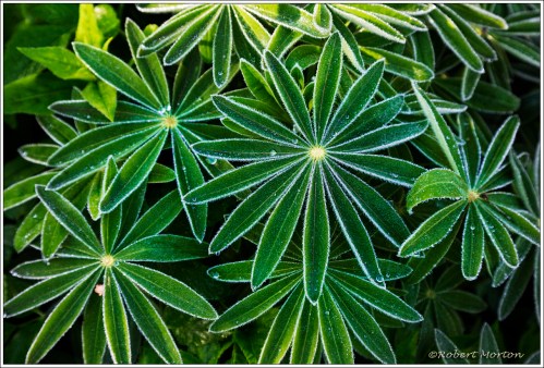 Dewy Lupin Leaves