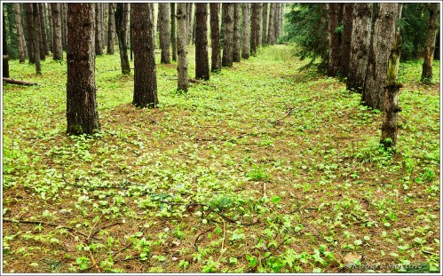 Green And Pines