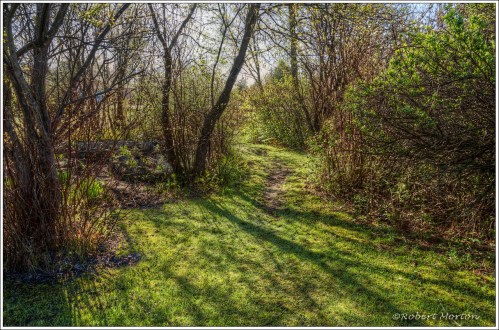 Sweetman's Garden Path 1