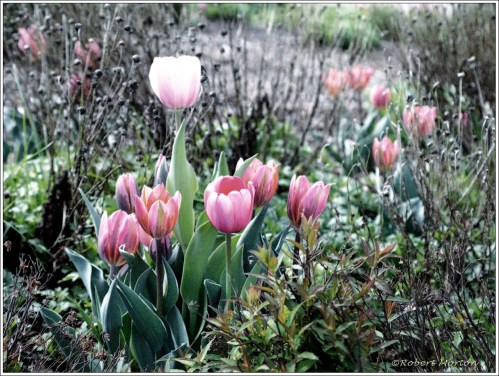 Tulips Autochrome