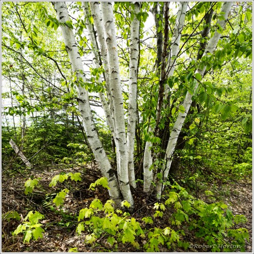 Birch Group