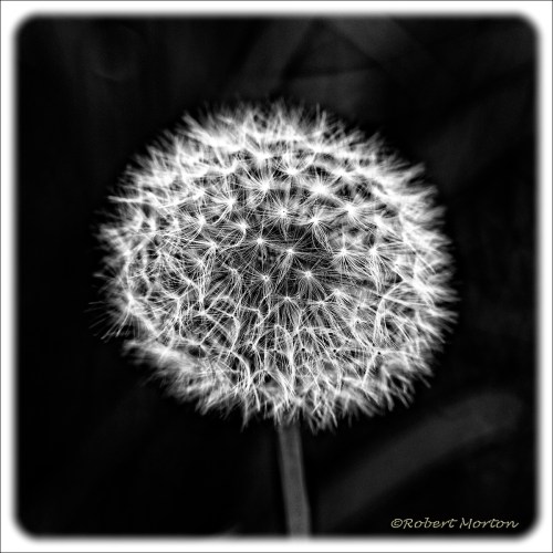 Dandelion III