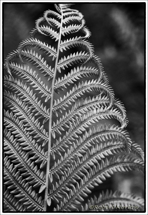Fern Mono 2