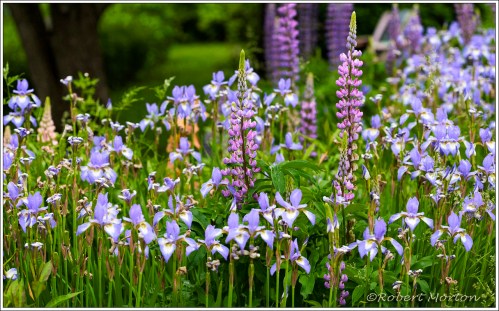 Iris Lupines