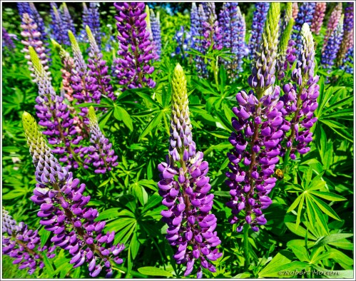 Lupins at Sweetman's