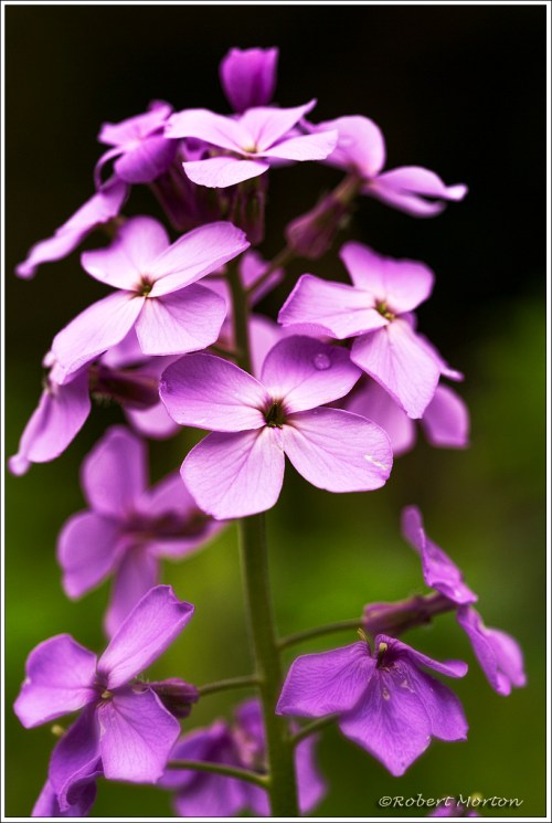 Purple Phlox