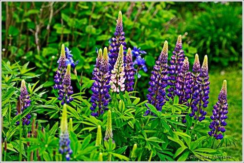 Sweetman's Lupins