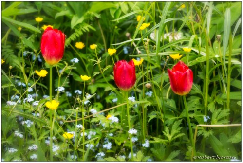 Tulips Buttercups