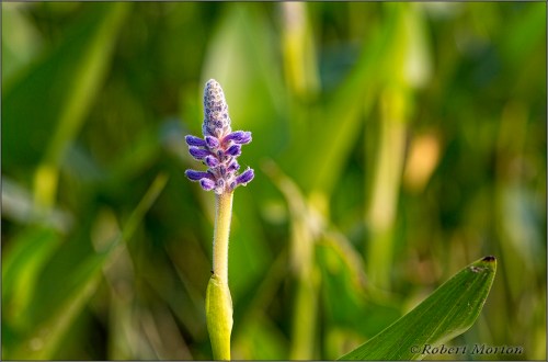 Blue Flower