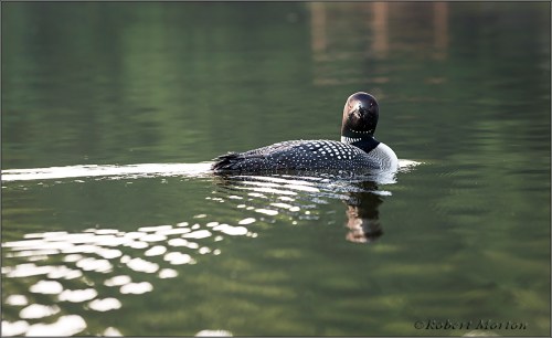 Cross Eyed Loon