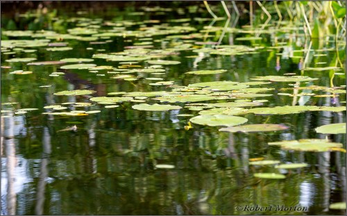 Lily Pads