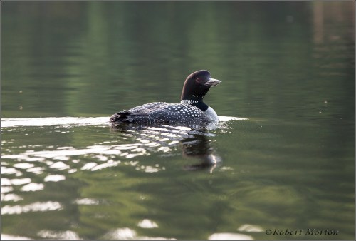 Loon Portrait