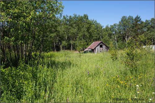 Meadow and Shed