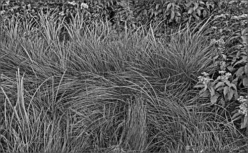 Grasses Mono