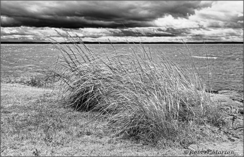 Grasses Nipissing