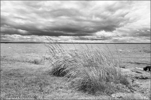 Nipissing Grasses