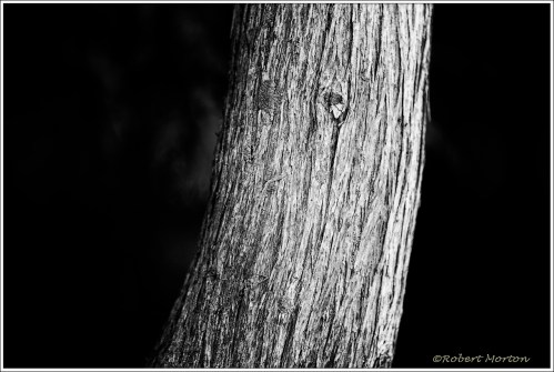 Cedar Trunk Mono