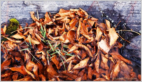 Autumn Leaves and Rock 2