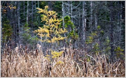 Lone Tamarack