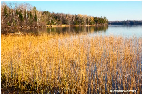 Autumn Reeds