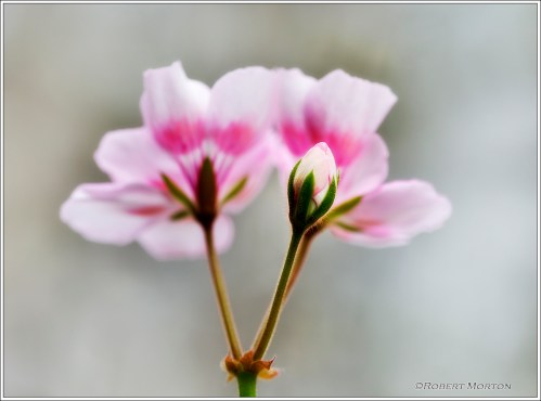 Geranium Bud