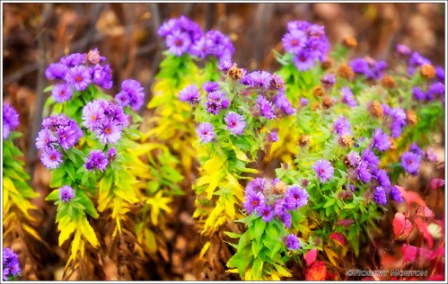 Late Autumn Flowers Painting