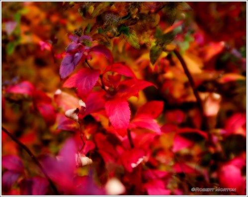 Magenta Leaves