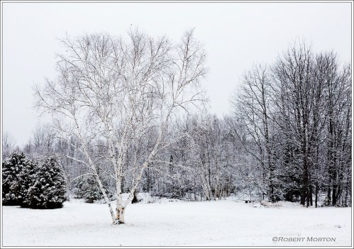 Birch in Snow