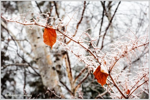 Leaf and Snow