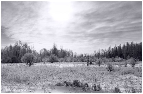 Frosty Field Mono