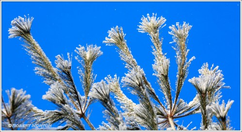 Frosty Fronds