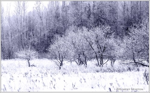 Frosty Trees