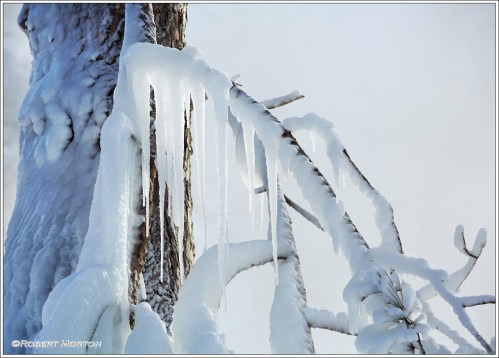 Icicles on a Branch