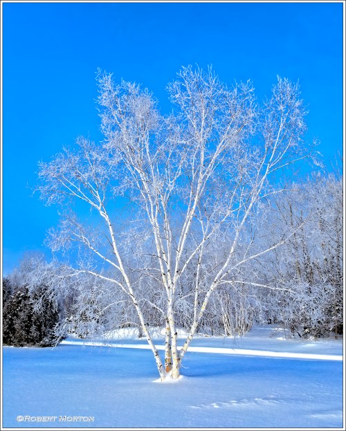 Luminous Birch