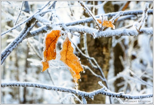 Oak Leaves Frost