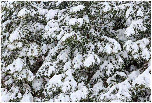 Pattern of the Season