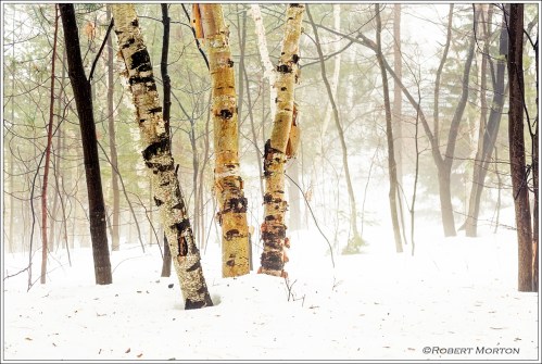 Birch in Fog