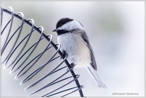 Chickadee