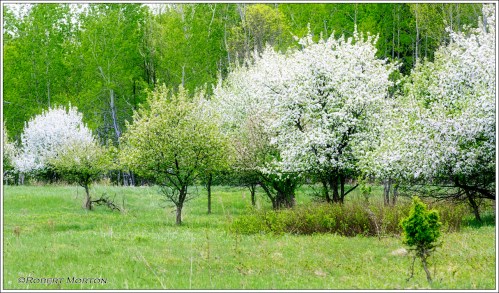 Apple Blossom Time
