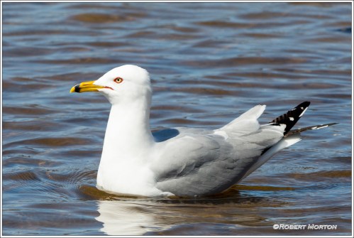 Gull Portrait